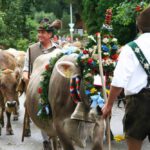 Viehscheid / Almabtrieb im Allgäu