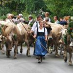 Viehscheid / Almabtrieb im Allgäu