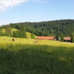 Viehscheid Wengen - Alpe "Wenger Egg"