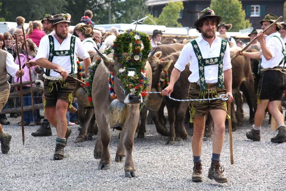 Almabtrieb / Viehscheid im Allgäu